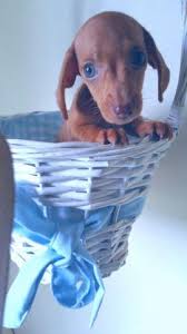 Check spelling or type a new query. Mini Dapple Dachshund Puppies For Sale In Houston Texas Classified Americanlisted Com
