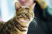 Most intelligent cat breeds that will delight the cat ...