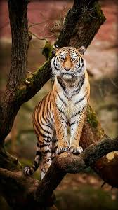 Online Psychic Reading By Psychic Raheem 27786966898 Email Info Drraheemspells Com Drraheem22 Gmail Com Vi Animais Selvagens Grandes Felinos Gatos Selvagens