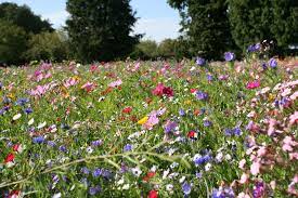 Wir arbeiten mit liebe zur natur! www.daxauer.de. Naturnahen Garten Gestalten Ç€ Tipps Im Haas Galabau Blog