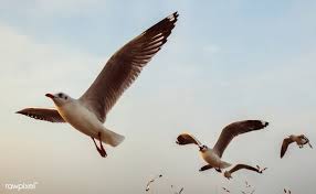 Free Images Birds In Flight Flock Of Seagulls Flying In The Sky Free Image By Rawpixel Com Teddy Rawpixel Stock Images Free Image Seagulls Flying