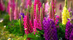Please choose which image is of interest to you and will be used as wallpaper. Spring Pics Wallpapers 75 Background Pictures