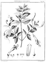 Image result for Mitrasacmopsis