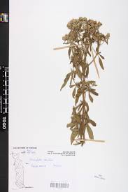 Image result for Haumaniastrum caeruleum