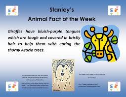 Thierry wasn't sure that he had it. For More Facts About Giraffes Http Www Sciencekids Co Nz Sciencefacts Animals Giraffe Html To Meet Stanl Giraffe Facts Animal Facts Fun Facts About Animals