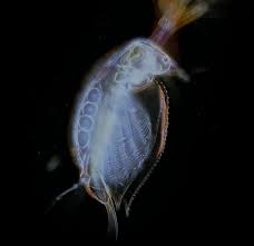 Image result for Kotschya stolonifera