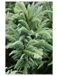 Kugelige sicheltanne bandai herkunft / ursprung: Hahnenkamm Sicheltanne Japonica Cryptomeria Cristata Hagebau De