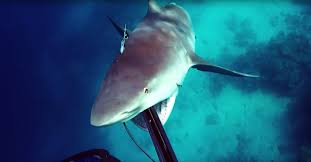 In order to be effective, the t must be transferred. One Spearfisherman Caught His Harrowing Close Encounter With A Bull Shark On Camera Rare