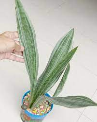Check spelling or type a new query. Snake Plant Sansevieria Metallica Siam Silver 2 3 Leaves With Free Plastic Pot Pebbles And Garden Soil Rare Plant And 2 Stocks Only Lazada Ph
