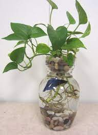 Water Plants For Fish Vase Imake And Bake Let S Make Something Today Fish Plants Fish Tank Plants Plant Centerpieces