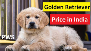 Since they are a sporting breed, they require daily exercise. Golden Retriever Price In India For American And English Breed In Hindi Youtube
