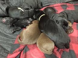 Maybe you would like to learn more about one of these? Our Labrador Puppies Are 5 Days Old Getting So Big Labrador Puppy Puppies Labrador