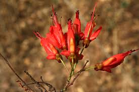 Image result for Caesalpinia cassioides