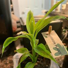 Image result for Gloriosa sessiliflora