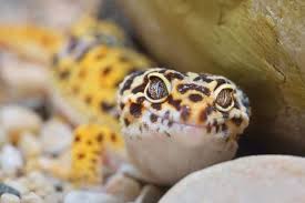 For full functionality of this site it is necessary to enable javascript. Do Geckos Have Eyelids It S Not What You Think Mercury Pets