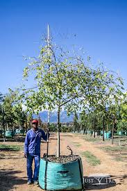 Image result for Celtis africana