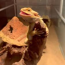 Why Is My Bearded Dragon Not Eating? Find Out Here.