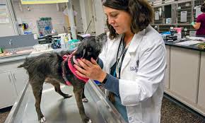 Our affordable cat and dog vaccination clinics offer quality, preventive care to help ensure your pet's health & wellness. Marijuana And Pets Should Not Mix Veterinary Medicine At Illinois