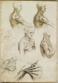 It's indeed, anatomical details in the wrong spots can make a drawing look stiff and fake. Body Maps Leonardo Da Vinci S Anatomical Drawings Flashbak