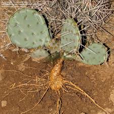 The pad of the cactus (nopalitos). Plantfiles Pictures Opuntia Species Big Root Prickly Pear Delicate Prickly Pear Plains Prickly Pear Opuntia Macrorhiza By Cactusjordi