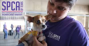 Spca of texas is seeking foster heroes who are willing to open up their hearts and homes to an animal in need. Hurricane Harvey Spca Of Texas