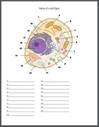 Basic diagram of an animal cell. Parts Of A Cell Identification Quiz Biology Lessons Biology Worksheet Cell Organelles