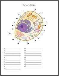 We did not find results for: Parts Of A Cell Identification Quiz Biology Lessons Biology Worksheet Cell Organelles