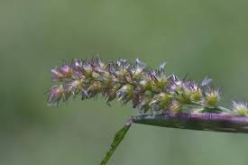 Image result for Cenchrus biflorus