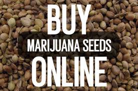 We did not find results for: Where To Buy Marijuana Seeds Online The Best Seed Banks To Order Quality Weed Seeds To The Usa Paid Content Cleveland Cleveland Scene