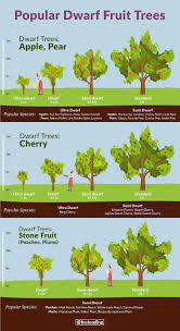 These fruits are all plants from the genus prunus and are. Popular Dwarf Fruit Trees For You To Grow Dwarf Trees Dwarf Fruit Trees Growing Fruit Trees