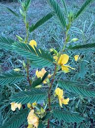 Image result for Chamaecrista parva