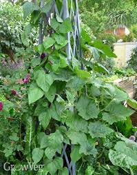It is quite straightforward to have a very small parcel within the backyard, entry or inside the terrace dedicated regarding gardening. How To Grow Squashes Vertically