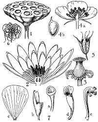 Image result for Nymphaeaceae