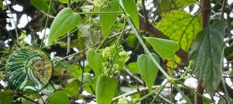 Image result for Rubia cordifolia