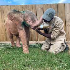 SPECIAL MOMENTS BETWEEN INJURED ALBINO ELEPHANT🐘, KHANYISA AND HER ELEPHANT CARER, HERMAN💗. . Today was another positive day for Khanyisa. She drank a decent amount, though once again, it could have been