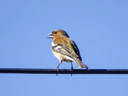 Sobald sie füttern, sollten sie es regelmäßig tun! Vogel Futtern Reicht Nicht 6 Tipps Wie Du Vogeln Wirklich Helfen Kannst