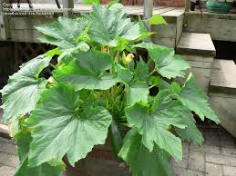 I got this great tip from carrots love tomatoes: Plantfiles Pictures Zucchini Courgette Summer Squash Dark Green Cucurbita Pepo By Metallic