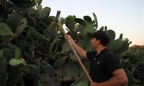 The prickly pear cactus is just among thousands of species of the now ubiquitous succulent plants. Palestinian Farmers Harvest Prickly Pears In N Gaza Strip Town Of Jabalia Global Times