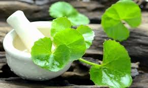But despite the long history of brahmi oil use, there is currently a lack of research supporting these benefits. How To Use Brahmi Powder For Hair Loss And Baldness