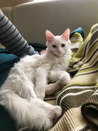 Ceren On Twitter Kayip Kedi Ankara Bu Cocugu Baglar Caddesi Uzerinde Buldum Cok Korkmustu Kafasinda Kocaman Pembe Bir Ruj Izi Vardi Biri Opmus Gibi Evden Kacmis Olabilir Cok Uysal Bir Kedi Kum Egitimi