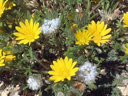 Image result for Hirpicium