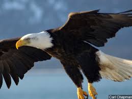Force your opponents into more turnovers. Eagle V Egle Bald Eagle Attacks And Destroys Egle Drone