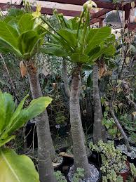 Image result for Cyphostemma barbosae