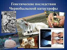 До 19 мая в чернобыле предпринимались разные попытки снизить масштабы катастрофы, взять ее последствия под контроль, однако 19 мая в ликвидации чернобыльской аварии наступил перелом. 31 God So Dnya Chernobylskoj Katastrofy Prezentaciya Onlajn