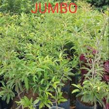 Bonsai grapefruit tree is bearing a lot of fruit. Fruit Bearing Trees For Sale Shopee Philippines