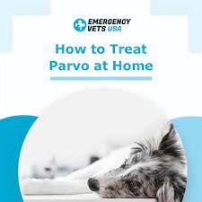 Best answer the parvo virus is particularly hardy as well as wide spread. How To Treat Parvo With At Home Remedies Cost Of Treatments