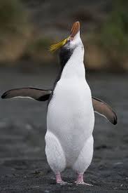 Check spelling or type a new query. 26 1302 Project 1 Macaroni Penguin Ideas Macaroni Penguin Penguins Penguin Love