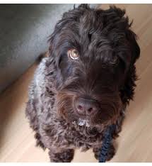 No shedding, extremely loveable, and playful! My Lavender Coated Australian Labradoodle Nova Labradoodles