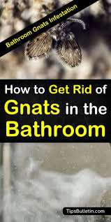 Teeny tiny black bugs in bathroom??? Bathroom Gnats Infestation How To Get Rid Of Gnats In The Bathroom