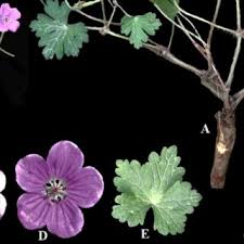 Image result for Geranium ocellatum
